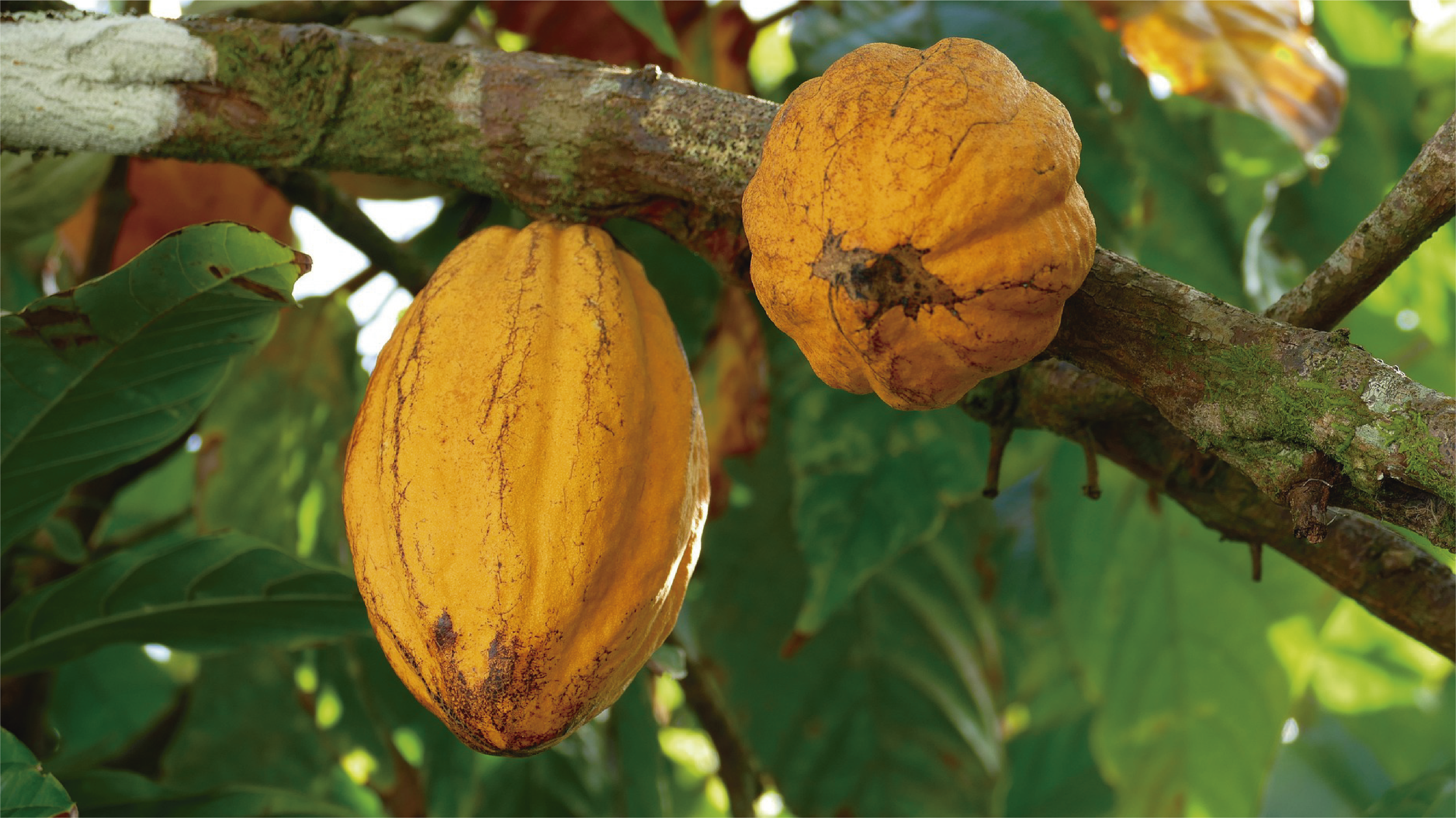 El cacao ecuatoriano brilla con fuerza y pasión: Un paso adelante hacia la trazabilidad y el éxito