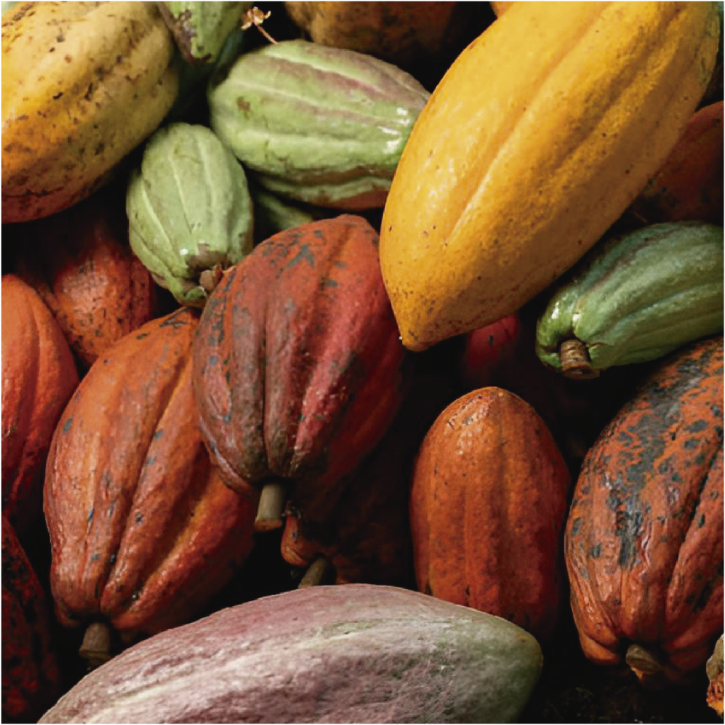 Cacao